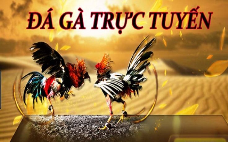 Đá gà tại nhà cái xoso333